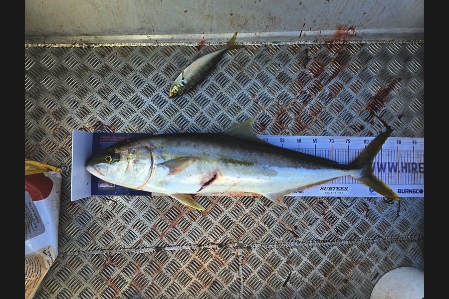 Simon Roberts caught this 82.0cm Kingfish at Auckland during The Export NZ Fishing Competition