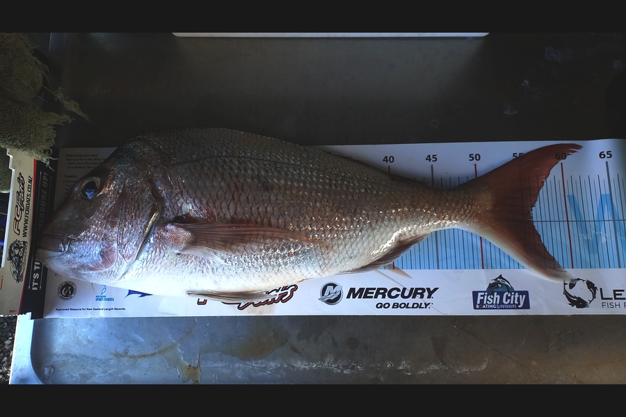 Andrew Tohu caught this 55.5cm Snapper at Northland during The Export NZ Fishing Competition