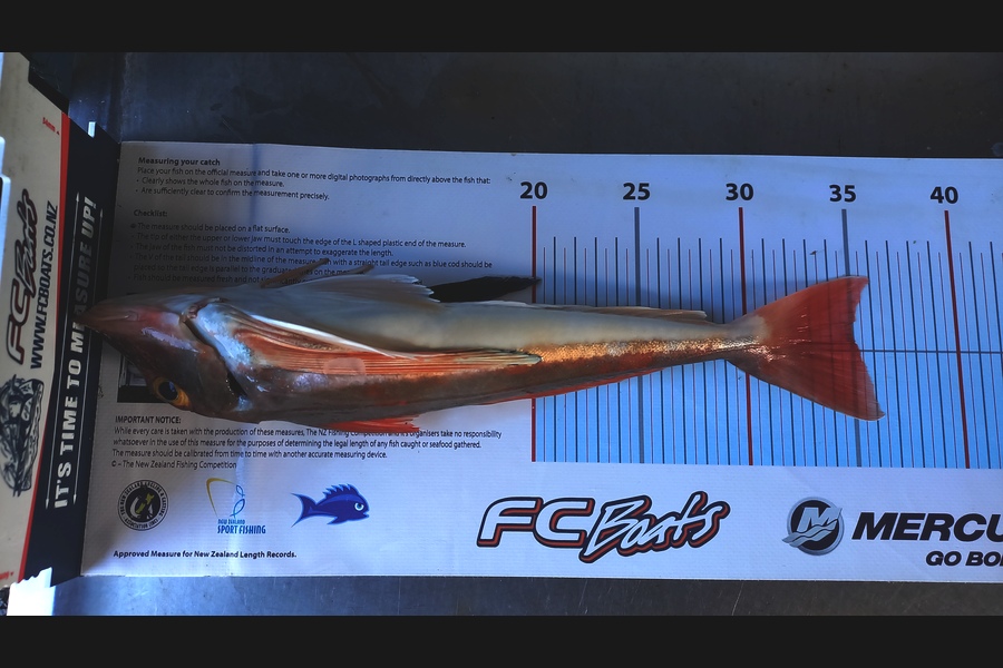 Andrew Tohu caught this 35.0cm Gurnard at Northland during The Export NZ Fishing Competition