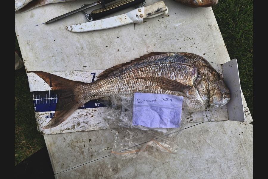 Craig Nelder caught this 57.0cm Snapper at Northland during The Export NZ Fishing Competition