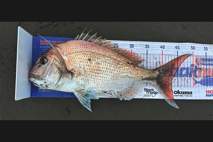 Steve Watt caught this 43.0cm Snapper at Wellington during The Export NZ Fishing Competition