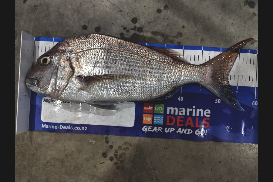 Dave Loake caught this 52.0cm Snapper at Taranaki during The Export NZ Fishing Competition
