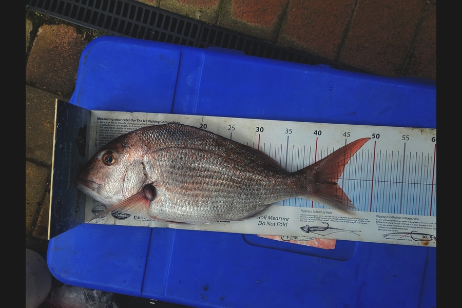 Russell Hockley caught this 44.0cm Snapper at Wairarapa
 during The Export NZ Fishing Competition