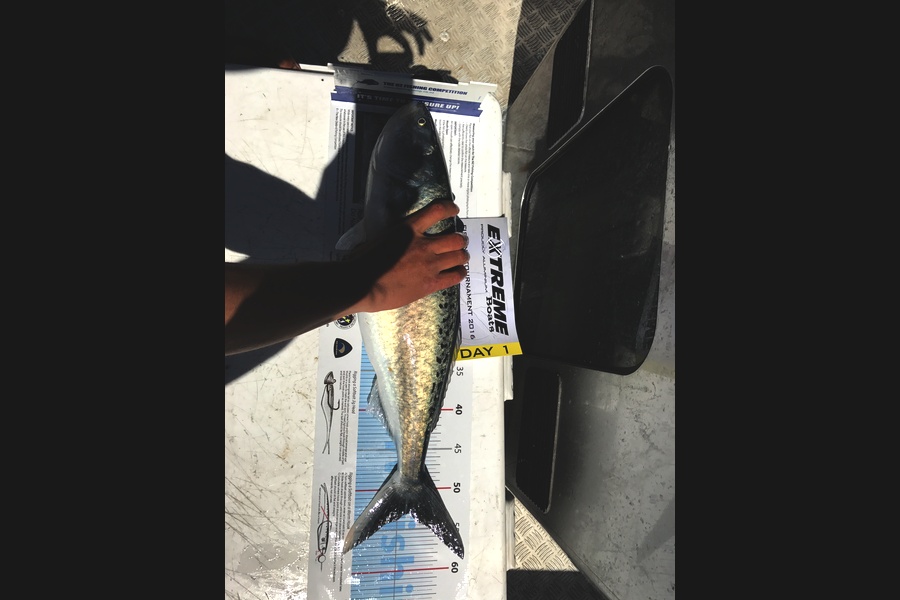Kirk Bunting caught this 53.0cm Kahawai at Whitianga  during The Export NZ Fishing Competition