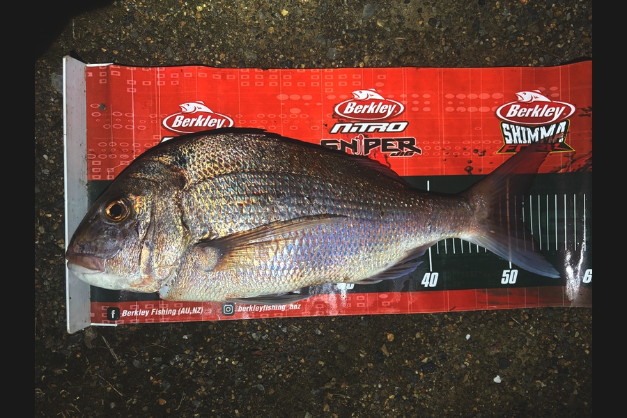 Jamie  White caught this 52.0cm Snapper at Northland during The Export NZ Fishing Competition