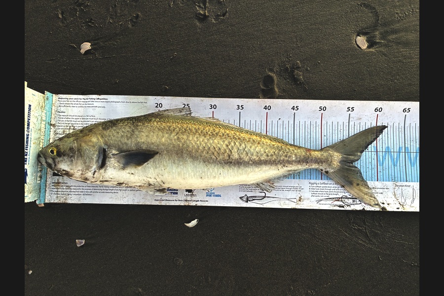 Steve Carson caught this 55.5cm Kahawai at Manawatu during The Export NZ Fishing Competition
