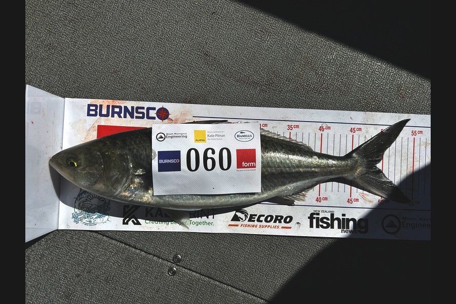 George Butler caught this 49.0cm Kahawai at Bay of Plenty during The Export NZ Fishing Competition