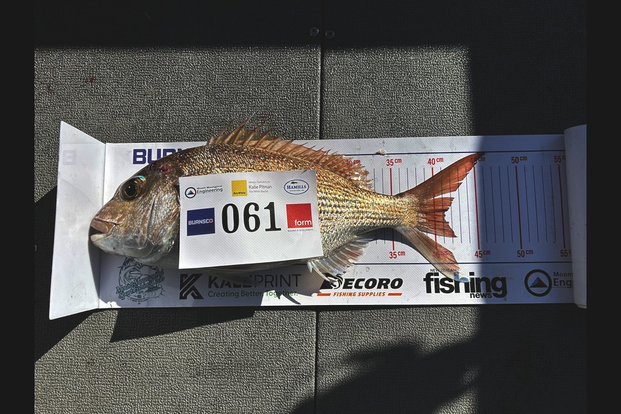 Chris Butler caught this 41.0cm Snapper at Bay of Plenty during The Export NZ Fishing Competition