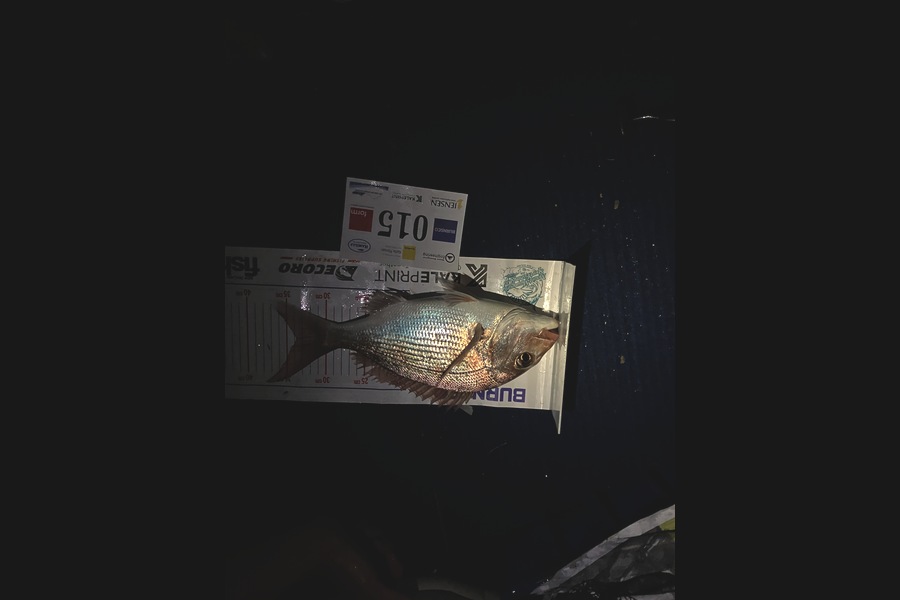 Simon Sheppard caught this 33.5cm Snapper at Bay of Plenty during The Export NZ Fishing Competition