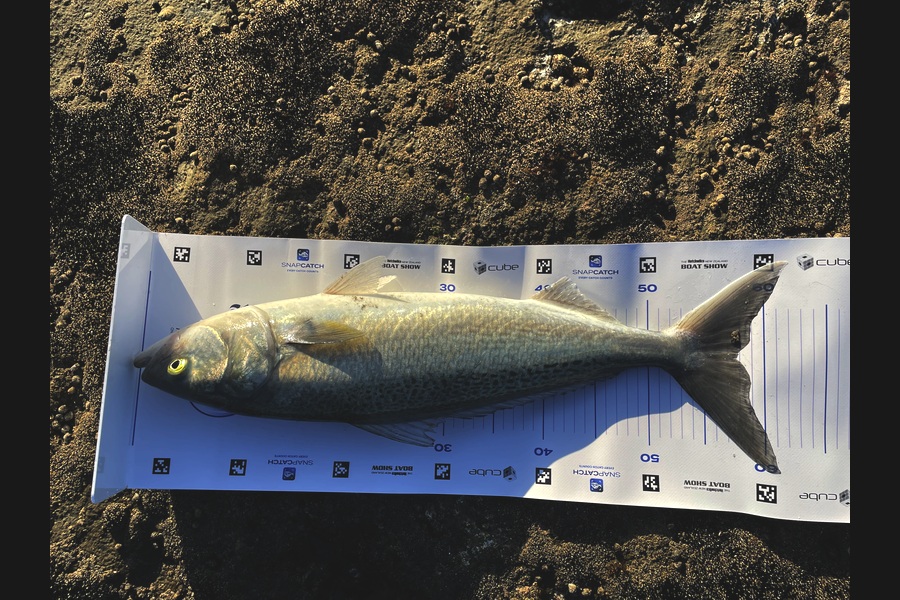 Rachell Penberth caught this 57.5cm Kahawai at Taranaki during The Export NZ Fishing Competition