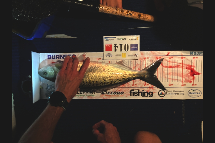 Simon Sheppard caught this 48.5cm Kahawai at Bay of Plenty during The Export NZ Fishing Competition