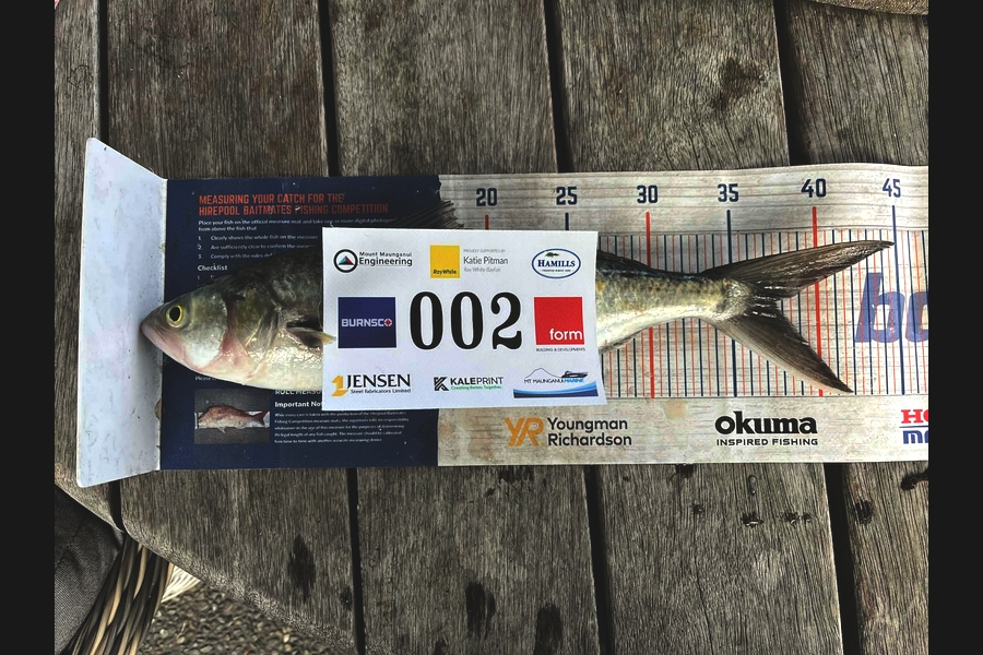 Gavin Kale caught this 37.5cm Kahawai at Bay of Plenty during The Export NZ Fishing Competition