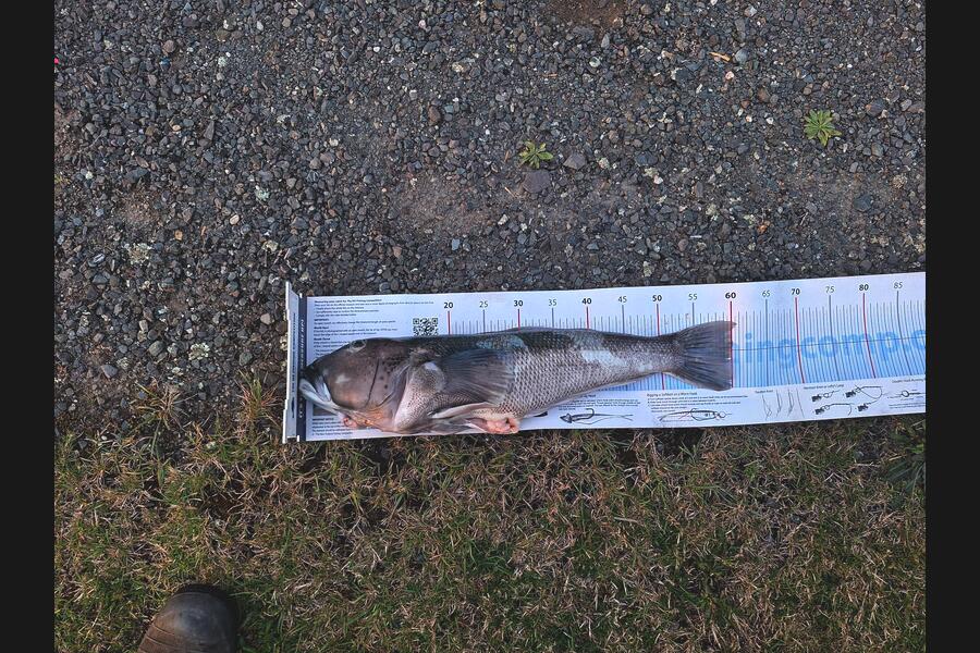 Ethan Cuthbert caught this 60.0cm Blue Cod at Otago during The Export NZ Fishing Competition