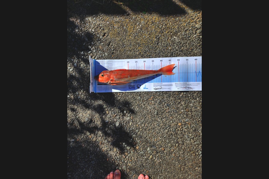 Kerry Johnston caught this 46.0cm Gurnard at Manawatu during The Export NZ Fishing Competition