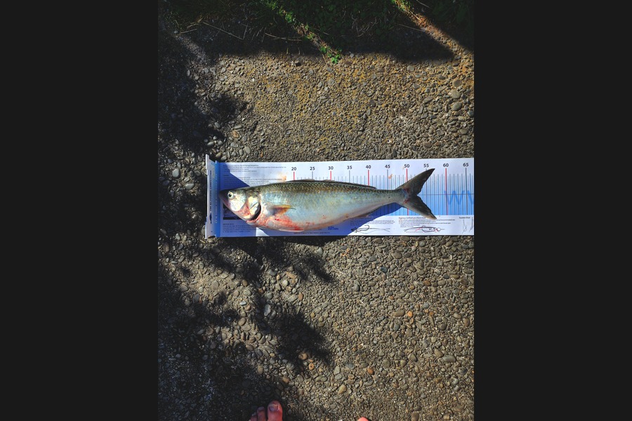 Kerry Johnston caught this 52cm Kahawai at Manawatu during The Export NZ Fishing Competition