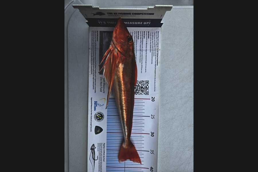 Alicia Rombel caught this 37.5cm Gurnard at Nelson/Marlborough during The Export NZ Fishing Competition