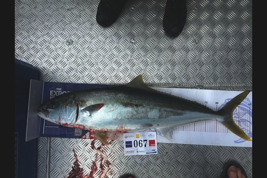 Mark  Armistead caught this 87.0cm Kingfish at Bay of Plenty during The Export NZ Fishing Competition