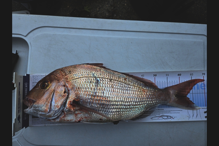 Bevan Middlebrook caught this 62.5cm Snapper at Nelson/Marlborough during The Export NZ Fishing Competition
