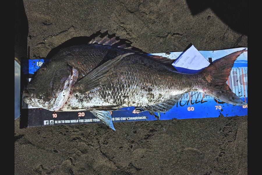 Tyson Graham caught this 74.0cm Snapper at Manawatu during The Export NZ Fishing Competition