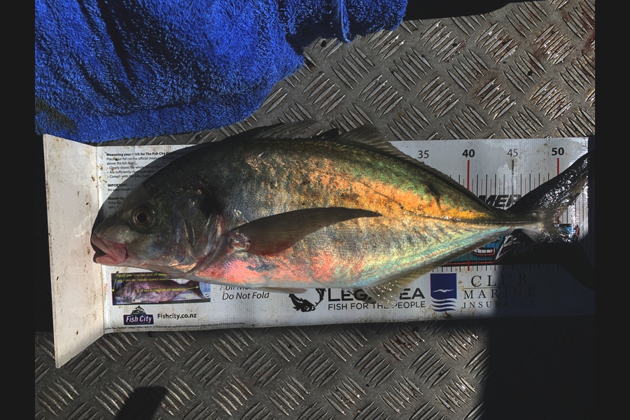 Kyle Smith caught this 50.0cm Trevally at Wellington during The Export NZ Fishing Competition