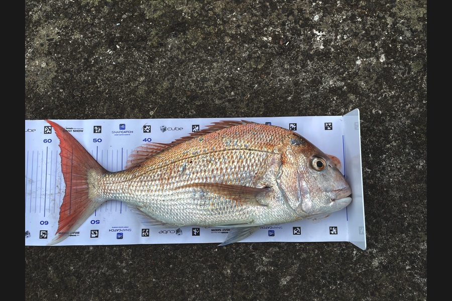 Rachell Penberth caught this 56.0cm Snapper at Taranaki during The Export NZ Fishing Competition
