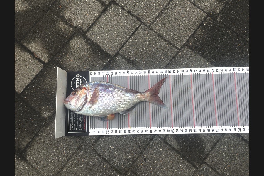 Graeme Duncan caught this 44.0cm Snapper at Bay of Plenty during The Export NZ Fishing Competition