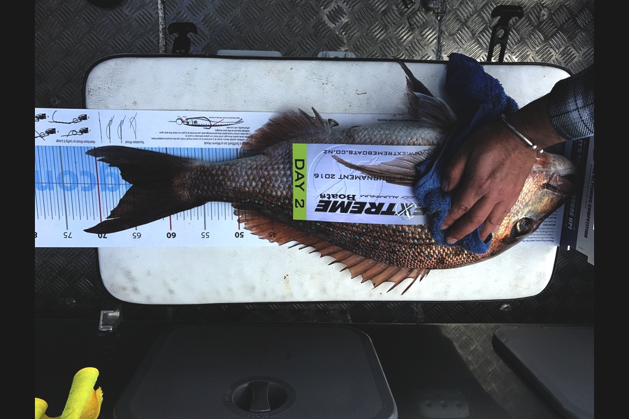 Mike Harvey caught this 64.5cm Snapper at Alderman islands during The Export NZ Fishing Competition