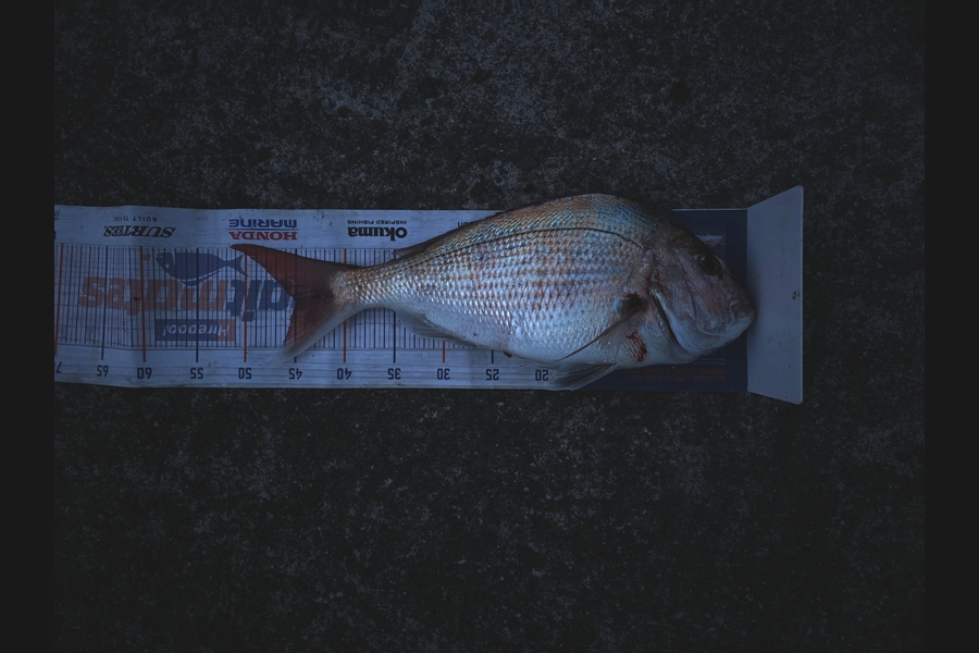 Karl Ewing caught this 44.5cm Snapper at Wairarapa
 during The Export NZ Fishing Competition