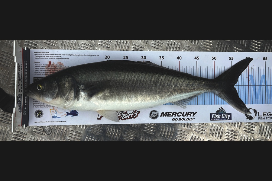Craig Malins caught this 55.5cm Kahawai at Bay of Plenty during The Export NZ Fishing Competition