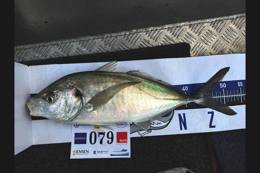Anthony Nel caught this 46.5cm Trevally at Bay of Plenty during The Export NZ Fishing Competition