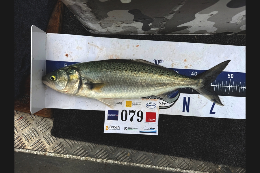 Anthony Nel caught this 44.5cm Kahawai at Bay of Plenty during The Export NZ Fishing Competition