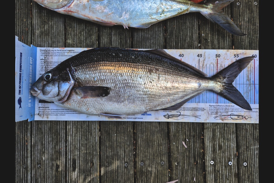 Jordan Boyd caught this 54.0cm Blue Moki at Wellington during The Export NZ Fishing Competition