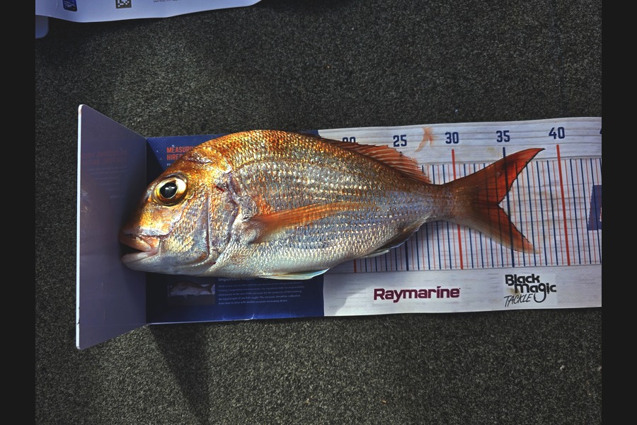 Simon Roberts caught this 34.0cm Snapper at Coromandel during The Export NZ Fishing Competition