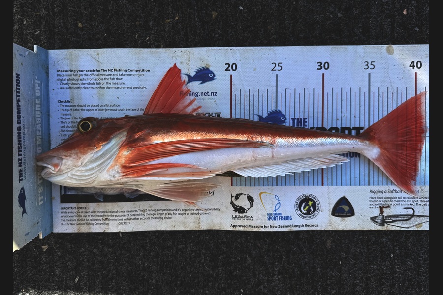 Kim Southerden caught this 43.0cm Gurnard at Hawkes Bay during The Export NZ Fishing Competition