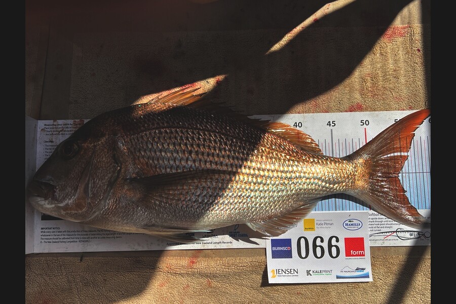 Carol  Ussher caught this 54.5cm Snapper at Bay of Plenty during The Export NZ Fishing Competition