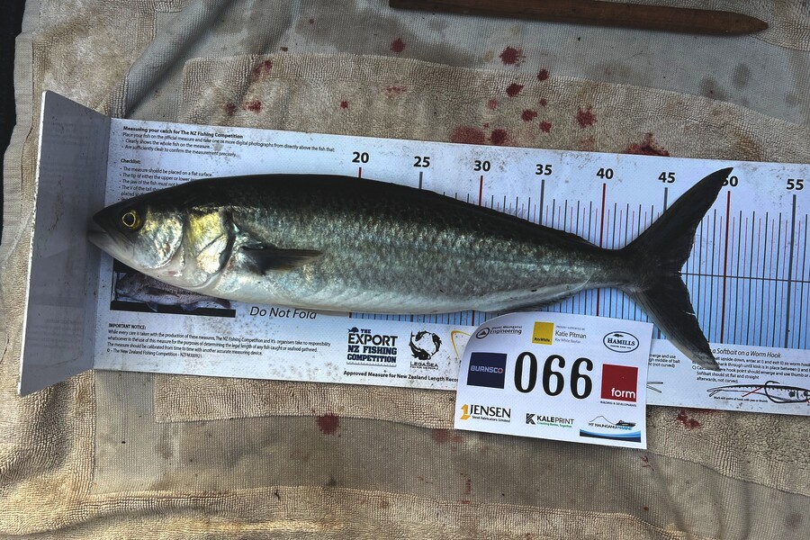 Carol  Ussher caught this 46.5cm Kahawai at Bay of Plenty during The Export NZ Fishing Competition