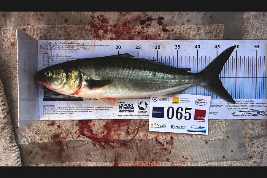 Mike Cleaver caught this 45.5cm Kahawai at Bay of Plenty during The Export NZ Fishing Competition