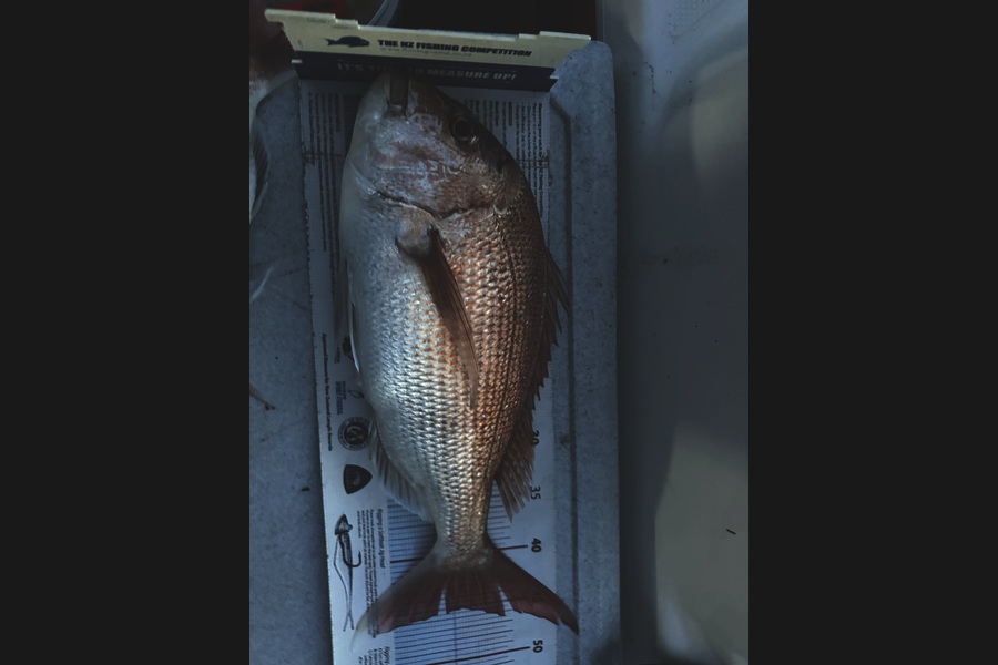 Ian Pedersen caught this 45.0cm Snapper at Bay of Plenty during The Export NZ Fishing Competition