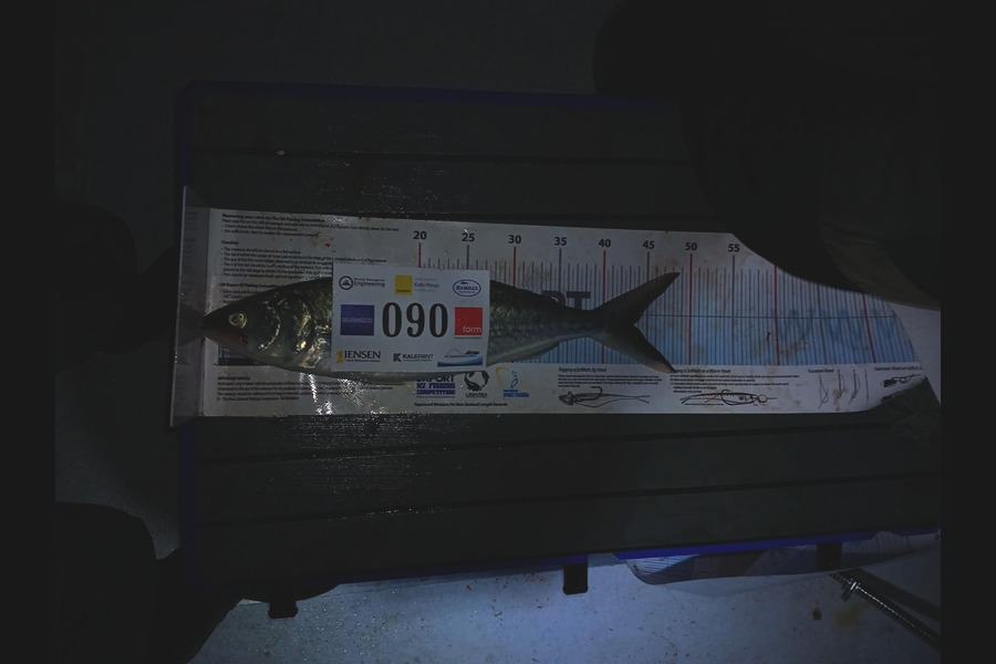 Mike Wheeler caught this 43cm Kahawai at Bay of Plenty during The Export NZ Fishing Competition