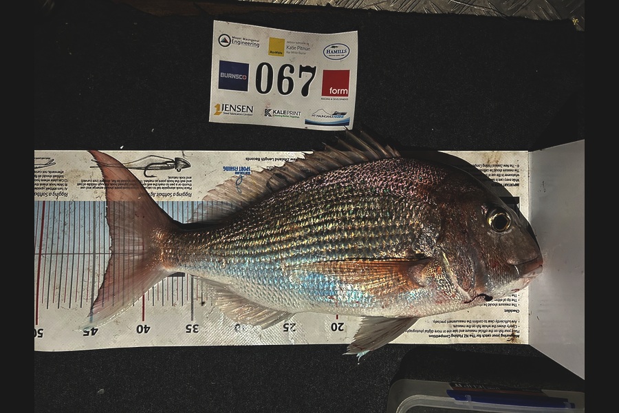 Mark  Armistead caught this 43.5cm Snapper at Bay of Plenty during The Export NZ Fishing Competition