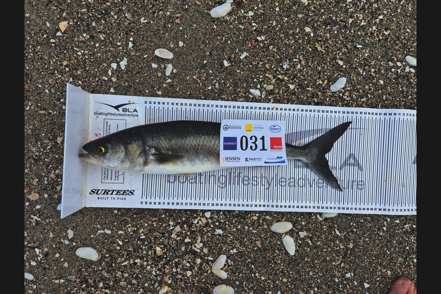 Dylan Mills caught this 54.0cm Kahawai at Bay of Plenty during The Export NZ Fishing Competition