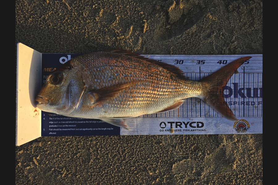 Erin Huia caught this 39.5cm Snapper at Northland during The Export NZ Fishing Competition