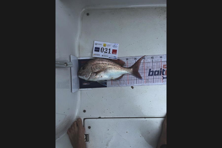Hayden Speed caught this 36.0cm Snapper at Bay of Plenty during The Export NZ Fishing Competition