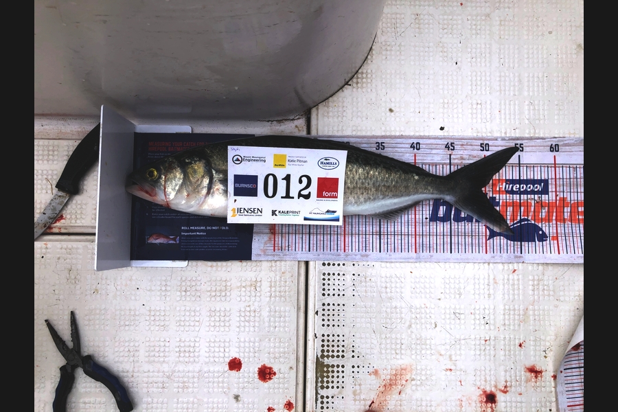 Stephanus Greyling caught this 49.5cm Kahawai at Bay of Plenty during The Export NZ Fishing Competition
