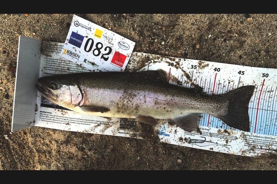 Quinn Tombleson caught this 48.0cm Trout at Bay of Plenty during The Export NZ Fishing Competition