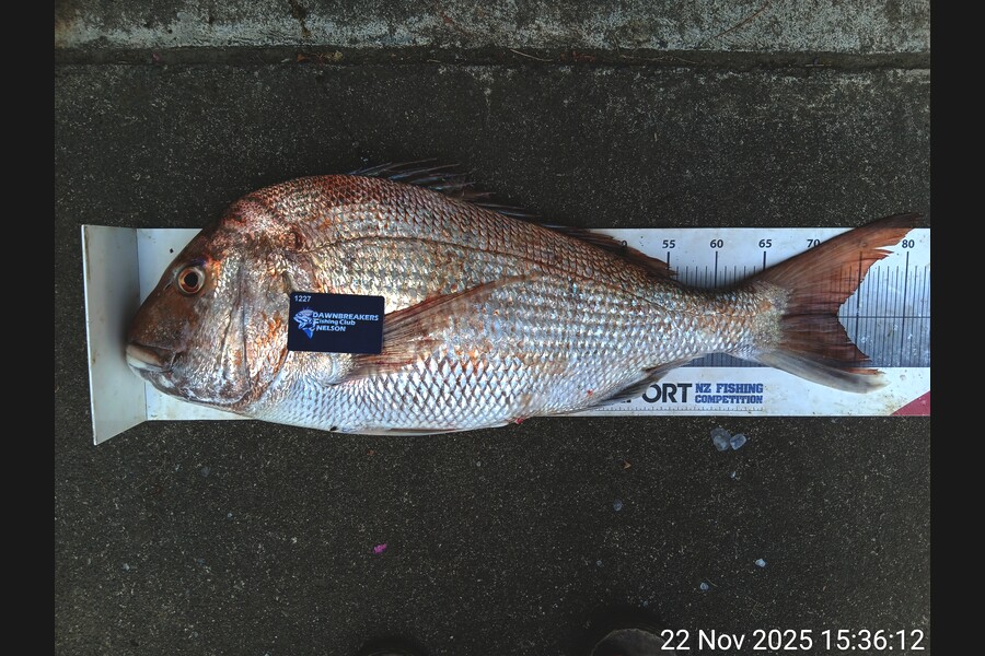 Razel Parsons caught this 72.5cm Snapper at Nelson/Marlborough during The Export NZ Fishing Competition