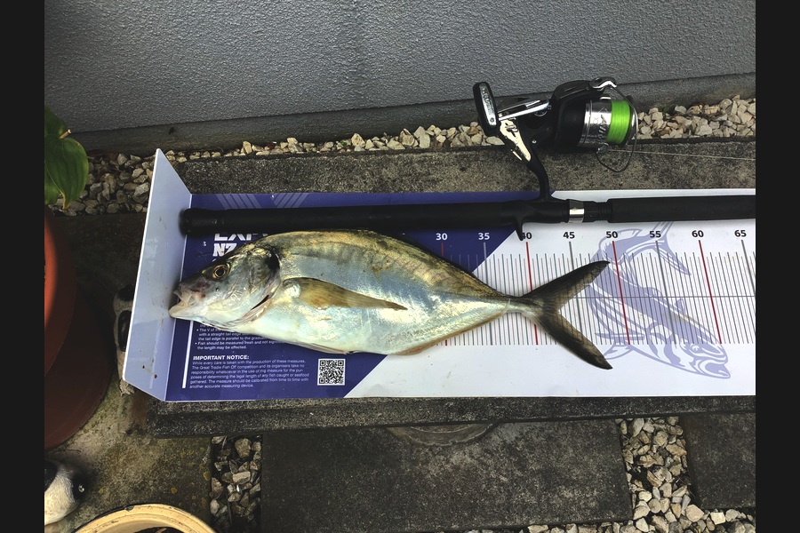 Michelle Reddall caught this 42.0cm Trevally at Wellington during The Export NZ Fishing Competition