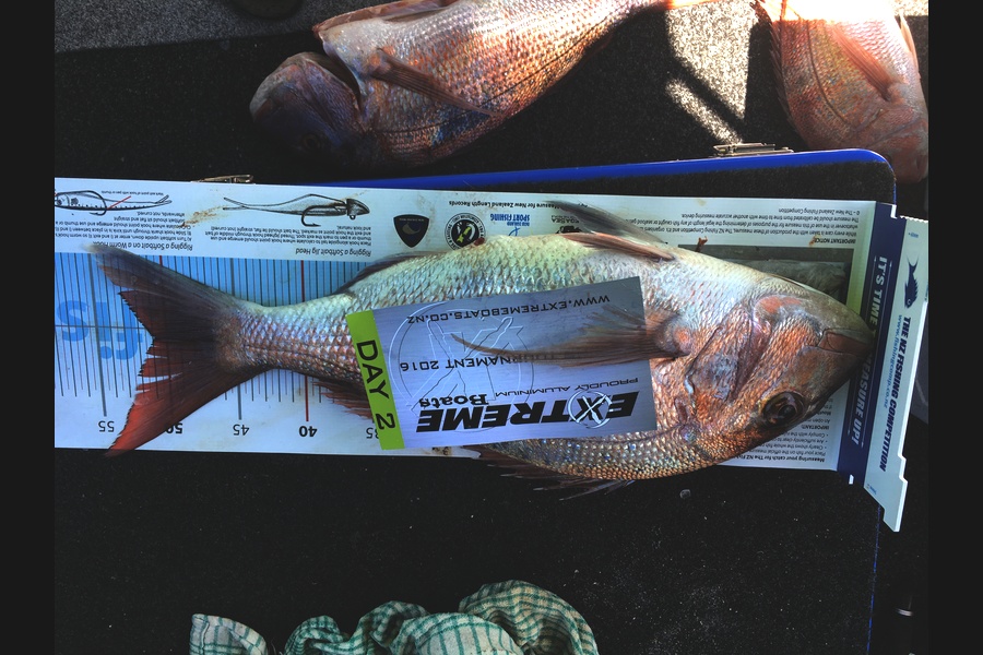 John Kitto caught this 50.5cm Snapper at Harbour during The Export NZ Fishing Competition