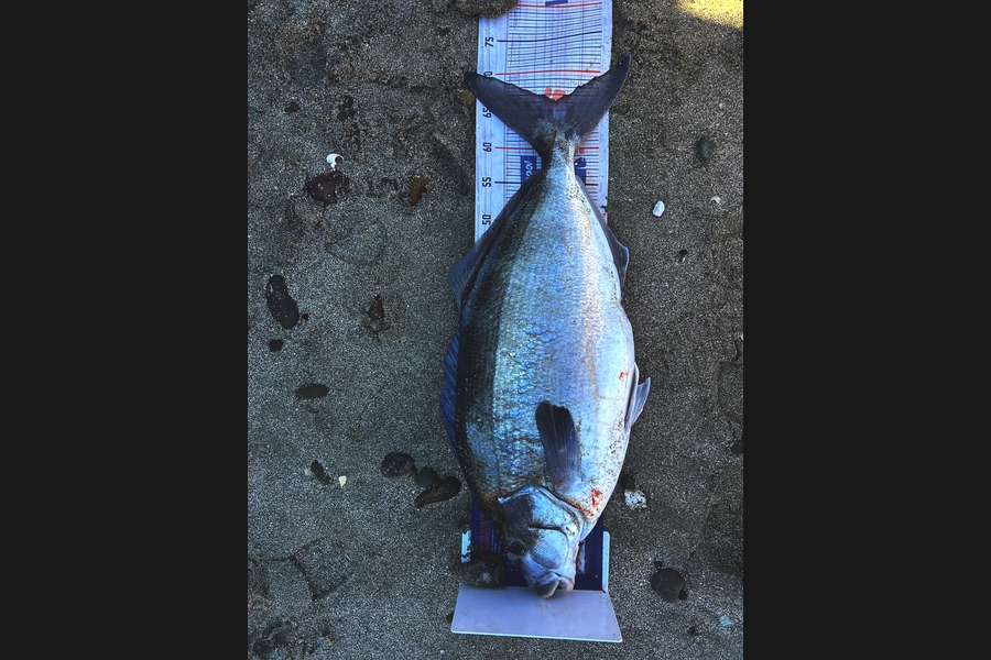 Adam Harrison caught this 66.0cm Blue Moki at Wellington during The Export NZ Fishing Competition