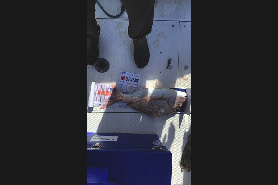 Tyler Speed caught this 57.0cm Snapper at Bay of Plenty during The Export NZ Fishing Competition